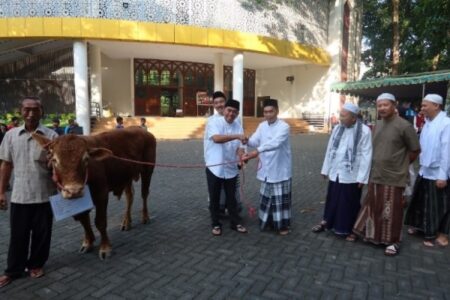 Universitas Jember Berkurban 3 Sapi dan 10 Kambing