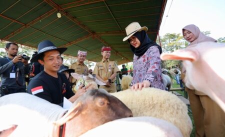 Jelang Idul Adha, Stok Hewan Kurban Banyuwangi Lepas ke Luar Daerah foto berita