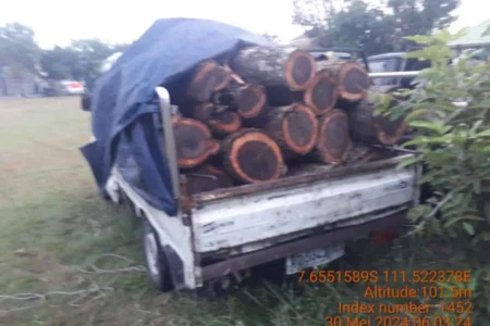 Belasan batang kayu sono curian yang diangkut pikap oleh S, warga Kecamatan Pilangkenceng Kabupaten Madiun, Jawa Timur yang diamankan di Mako Polres Madiun.