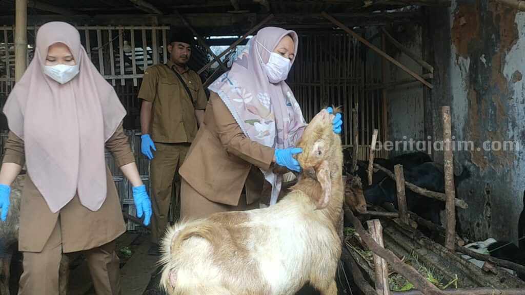 Dokter hewan periksa kesehatan hewan kurban.