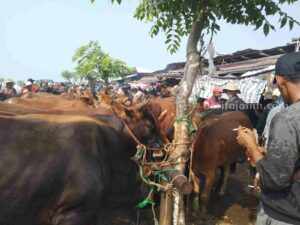 Jelang Idul Adha, Harga Sapi di Sampang Melambung Tinggi