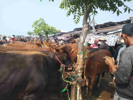 Jelang Idul Adha, Harga Sapi di Sampang Melambung Tinggi