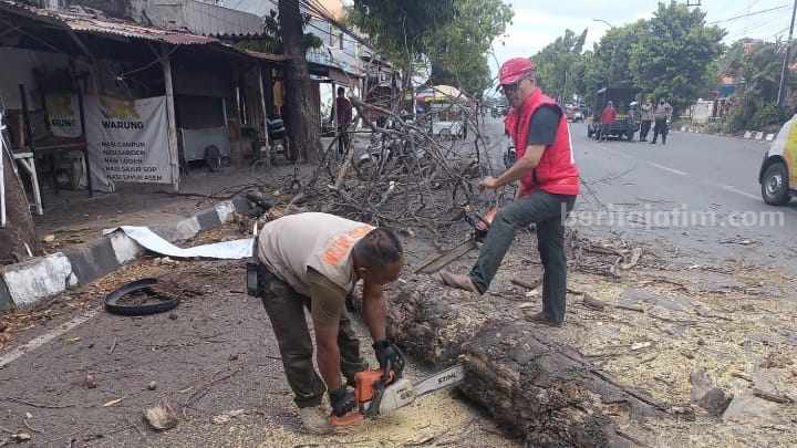 Petugas bersama relawan mengevakuasi pohon tumbang di Jalan Jayanegara, Desa Banjaragung, Kecamatan Puri, Kabupaten Mojokerto. [Foto : ist]