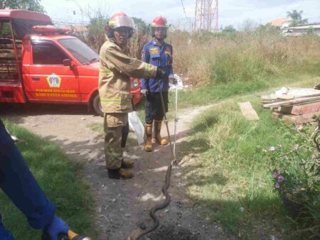 Ular Mendesis di Kamar Mandi, Warga Gresik Kaget