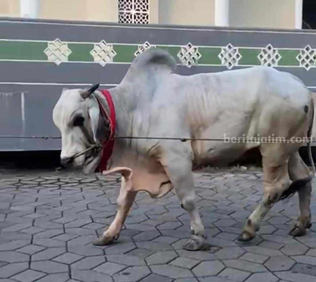 Sapi Kurban Jokowi Diberi Nama Brebes Mili