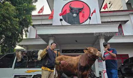 Iduladha 1445 H, DPC PDIP di 38 Daerah se-Jatim Sembelih Hewan Kurban foto beritajatim
