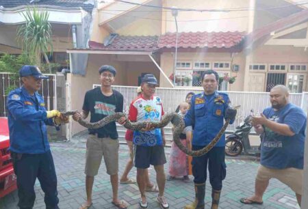 Ular Piton Gegerkan Warga Randuagung Gresik