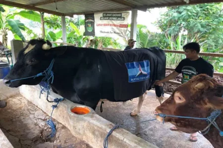 SBY Beli 2 Sapi dari Ponorogo, Bobotnya Lebih dari 1 Ton Salah satu sapi yang dibeli SBY di kandang milik Danang di Ponorogo.(Foto/Istimewa)