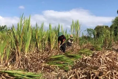 Petani Rumput di Ponorogo Kebanjiran Pesanan Jelang Iduladha foto beritajatim