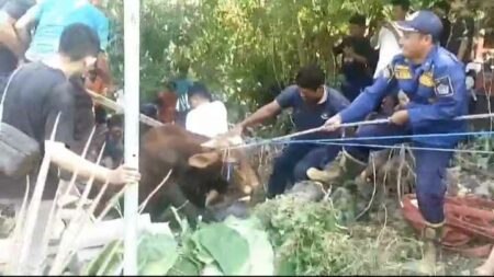 Sapi Kurban Mengamuk di Gresik, Meloncat lalu Tercebur Selokan