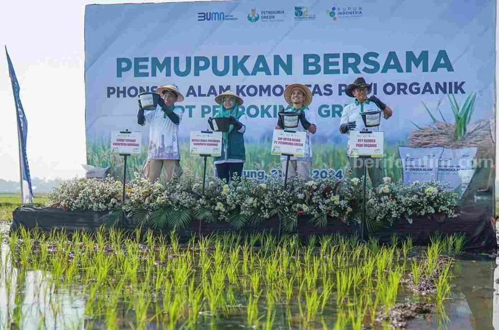 Foto pemupukan Phonska Alam program Makmur di Ciparay Kabupaten Bandung.