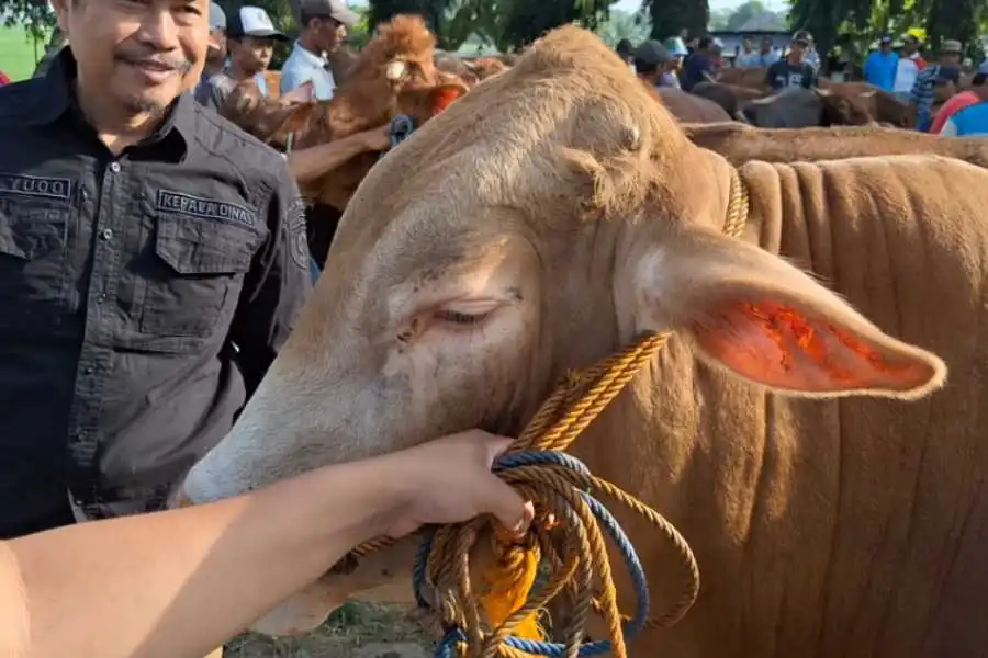 Harga Jual Sapi di Ngawi Naik Segini Jelang Idul Adha