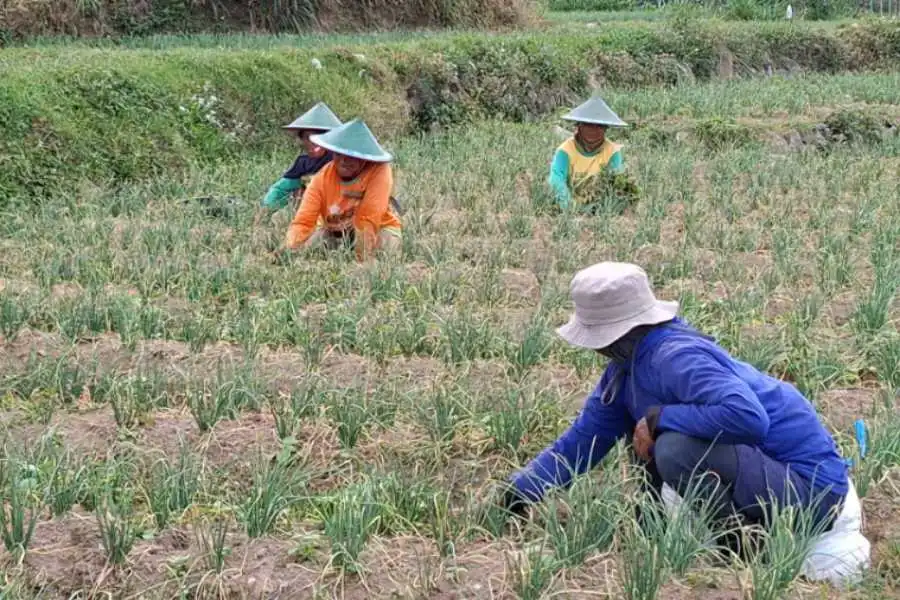 Kebun bawang merah milik Jumari di Desa Sidomukti, Kecamatan Plaosan, Kabupaten Magetan, Jawa Timur.