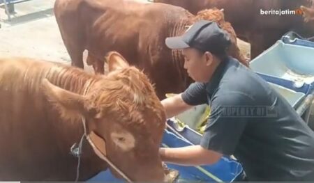 RPH Surabaya Jamin Kesehatan Hewan Kurban Yang Dijual