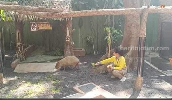 Penghuni Baru Kebun Binatang Surabaya: Kapibara