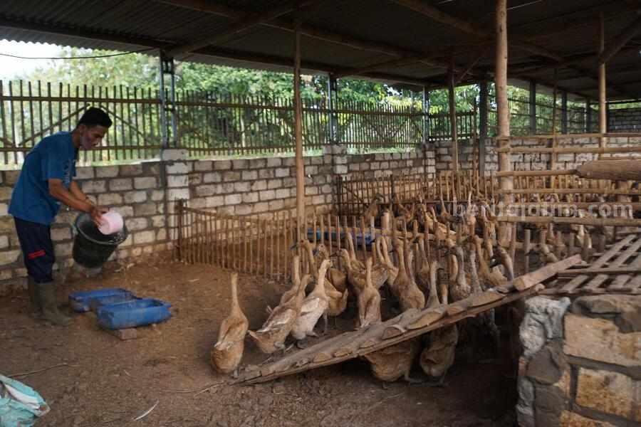Peternak bebek petelur Kiswanto yang sukses mengembangkan usahanya melalui program CSR dari SIG Pabrik Tuban. [foto:Diah Ayu/beritajatim.com]