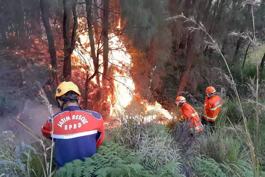 TRC BPBD Jatim berjibaku padamkan api kebakaran di Bromo.