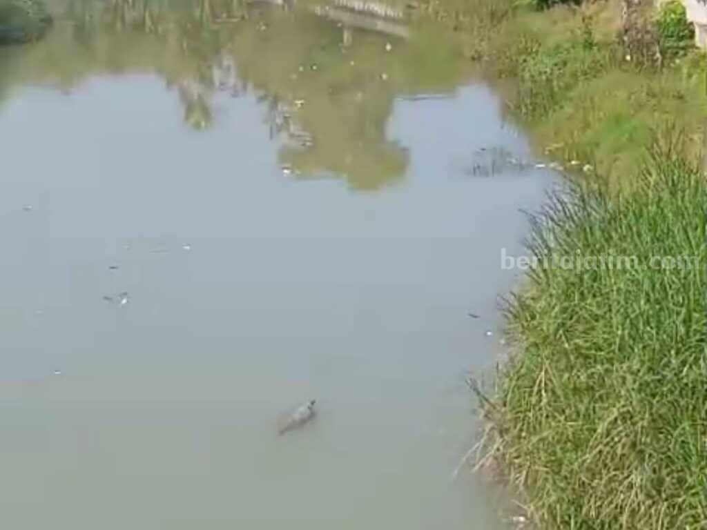 Anak buaya berkeliaran di sungai Kemuning