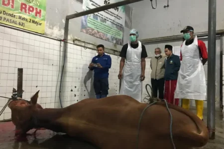 Juleha Muncul di Banyuwangi Jelang Iduladha, Siapa Mereka?