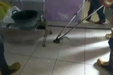 Staf Klinik Kecantikan di Gresik Panik Lihat Kobra Masuk Ruangan foto beritajatim