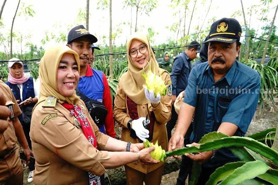 Panen buah naga kuning oleh Bupati Banyuwangi