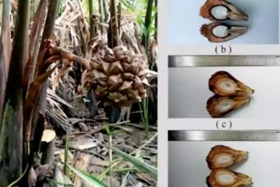 Tanaman nipah dan buahnya yang bisa diolah jadi bensin.