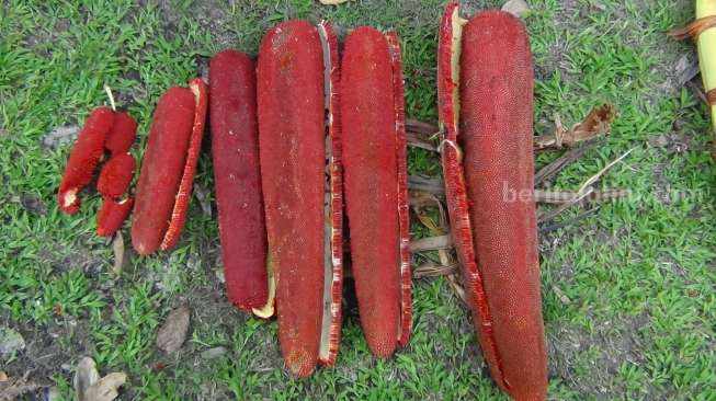 Buah merah dari Wamena Papua