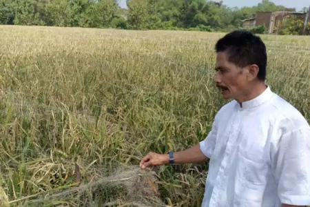 Awas Godaan Pengembang Perumahan, Pemkot Malang Minta Petani Pertahankan Lahan Salah satu petani di Kelurahan Tasikmadu, Kota Malang.