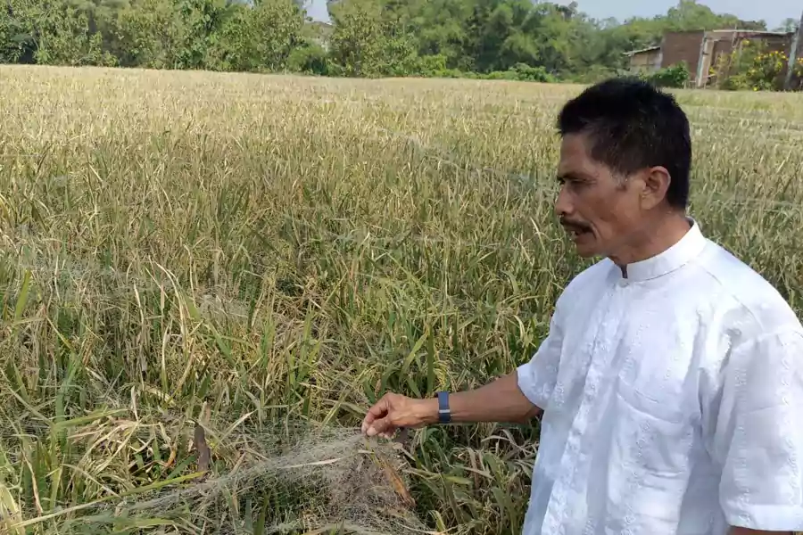 Salah satu petani di Kelurahan Tasikmadu, Kota Malang.