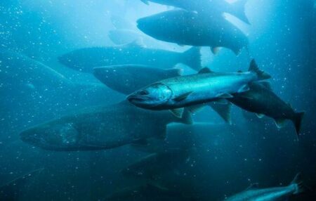 Ilustrasi ikan salmon. Pinterest