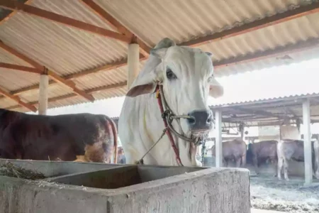 Sapi milik Teguh, Warga Desa Takerharjo, Kecamatan Solokuro, Kabupaten Lamongan, yang dibeli Presiden RI Joko Widodo.