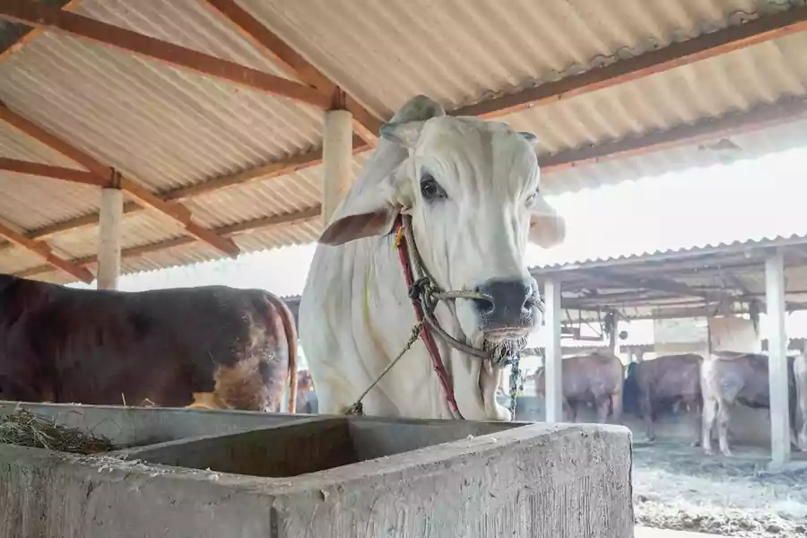 Sapi milik Teguh, Warga Desa Takerharjo, Kecamatan Solokuro, Kabupaten Lamongan, yang dibeli Presiden RI Joko Widodo.