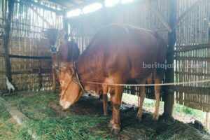 Sapi ternak milik warga Sampang