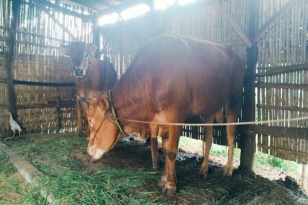 Jelang Idul Adha, Harga Sapi di Sampang Meroket Sapi ternak milik warga Sampang