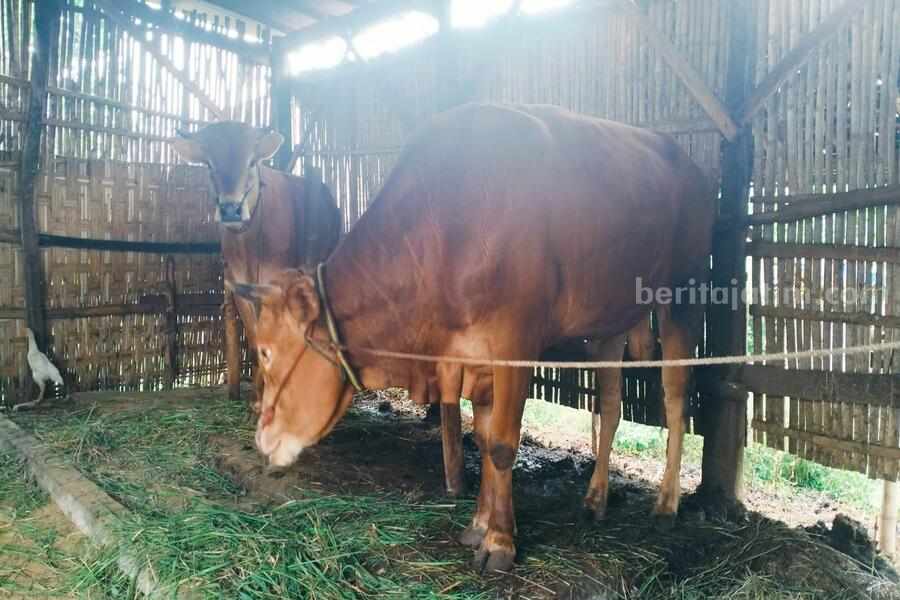 Sapi ternak milik warga Sampang