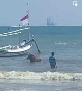Aneh bin Ajaib! Akan Disembelih, Sapi Kurban di Sampang Kabur dan Berenang ke Laut Potongan gambar warga menangkap sapi di laut