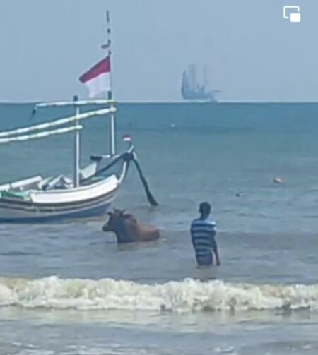 Potongan gambar warga menangkap sapi di laut