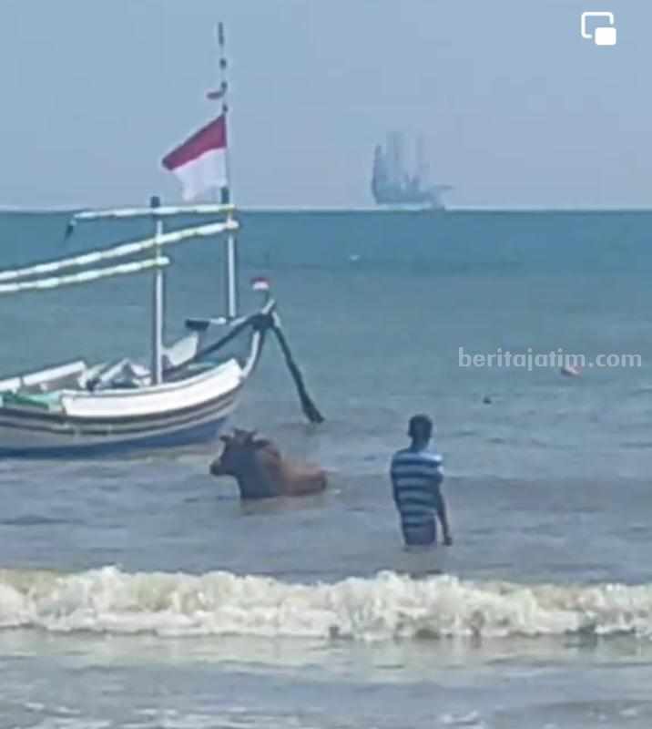Potongan gambar warga menangkap sapi di laut