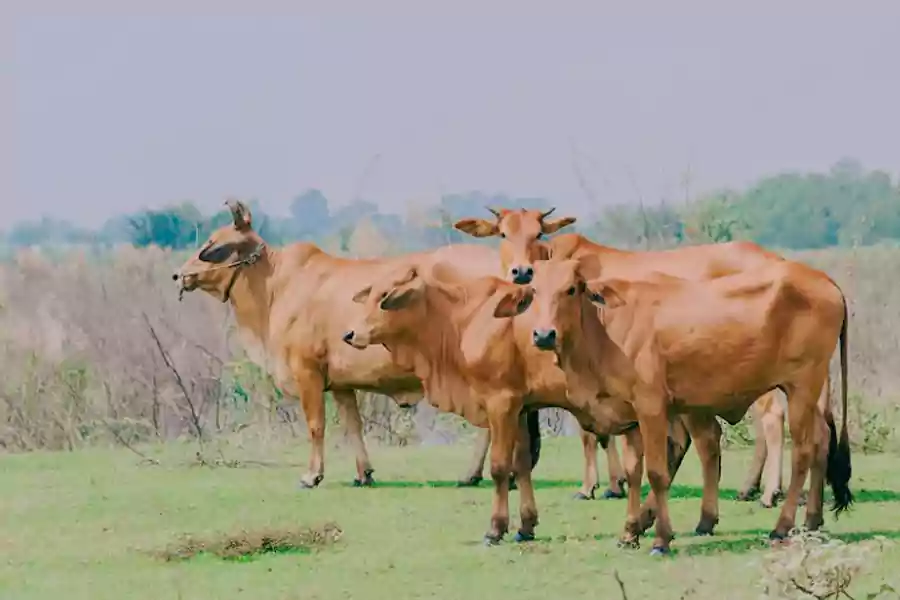 Ilustrasi sapi buat qurban.