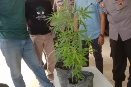 Relawan Lumajang Temukan Tanaman Ganja Dekat Longsoran foto beritajatim