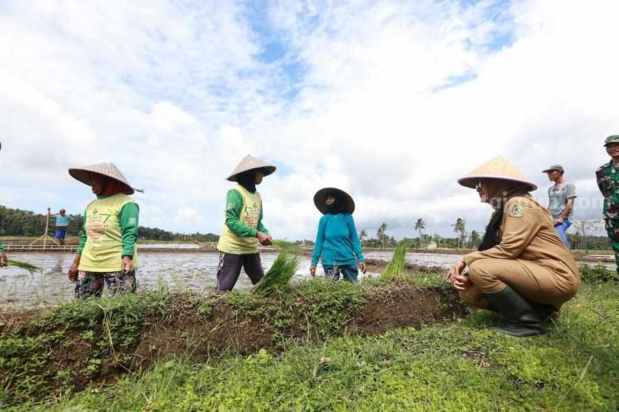 Petani Banyuwangi Sukses Terapkan Pertanian Terpadu