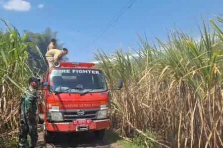 10 Hektar Lahan Tebu di Desa Bogem Magetan Terbakar