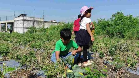 Santri Gresik Sulap Lahan Tidur Jadi Pertanian Produktif Foto dua anak kecil sedang memetik sayuran di bekas lahan tidur.