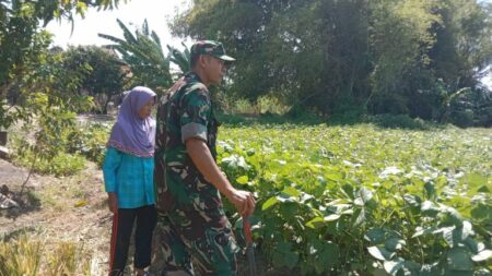 Serda Tarman Babinsa asal Koramil Sidayu Gresik bersama petani binaan melakukan pemantauan serta pengecekan pertumbuhan tanaman kacang hijau.