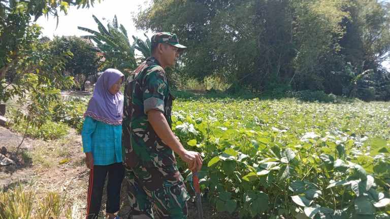 Serda Tarman Babinsa asal Koramil Sidayu Gresik bersama petani binaan melakukan pemantauan serta pengecekan pertumbuhan tanaman kacang hijau.