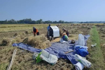 Petani di Desa Driyorejo, Nguntoronadi, Magetan saat panen, Minggu (28/07/2024)