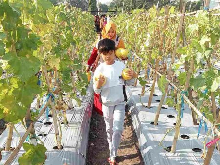Wisata Tengah Kota Gresik, Petik Buah dan Sayur di Buncop PG foto beritajatim
