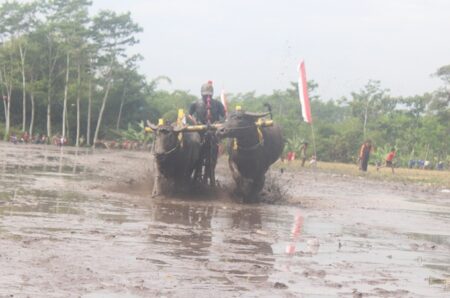 Semarak Tradisi Karapan Kerbau Warnai Musim Tanam di Lumajang foto beritajatim