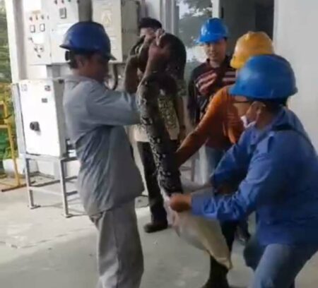 Karyawan Barata Indonesia Gresik Mengevakuasi Ular Piton yang Masuk Toilet