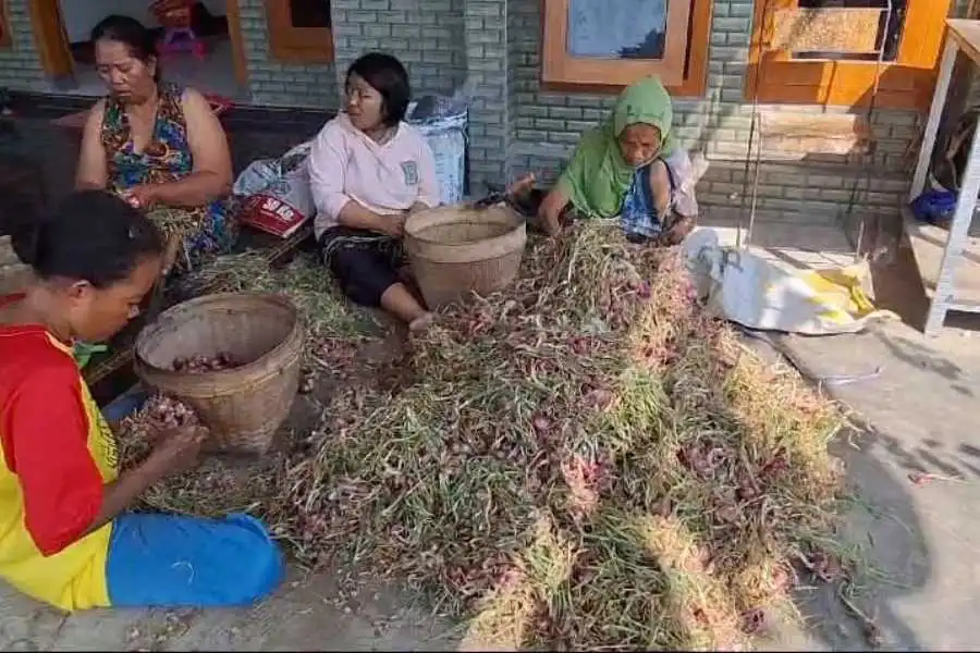 Petani Bawang Merah Magetan Menjerit, Harga Panen Anjlok!